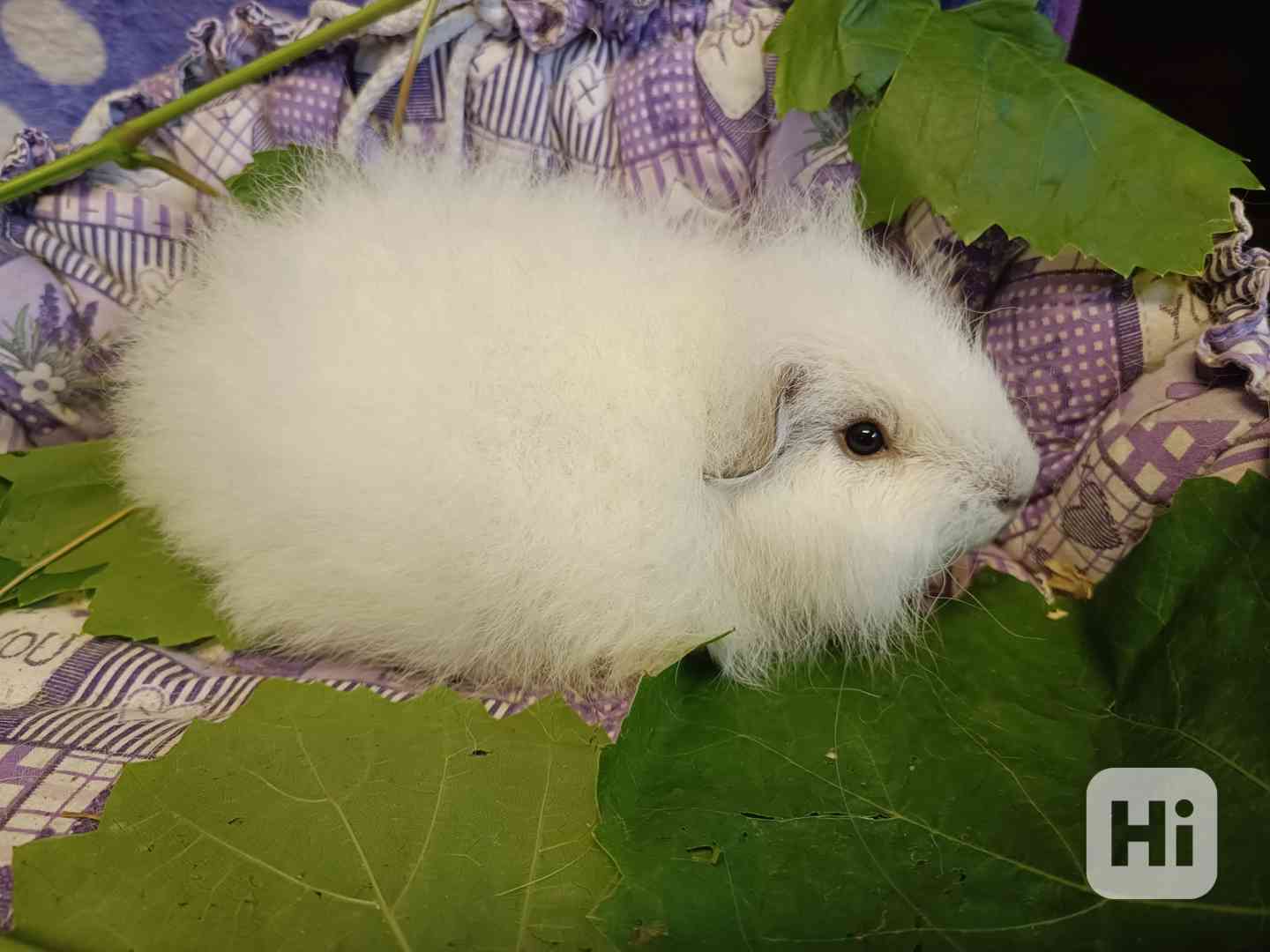 Morčátka s průkazem původu - foto 1