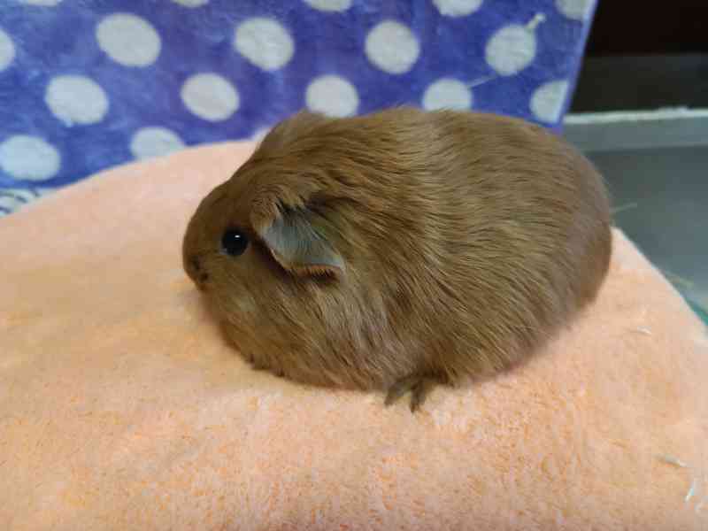 Morčátka s průkazem původu - foto 4