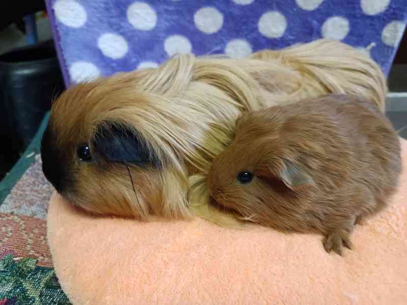 Morčátka s průkazem původu - foto 5