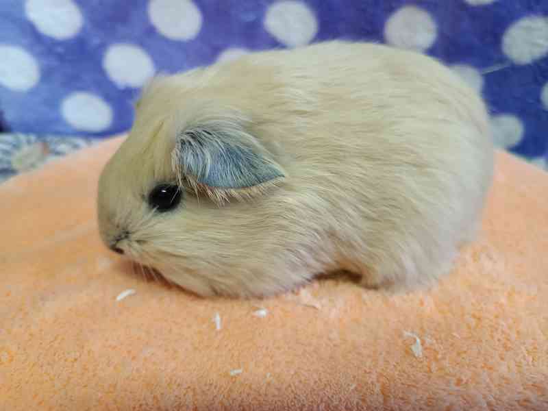 Morčátka s průkazem původu - foto 3