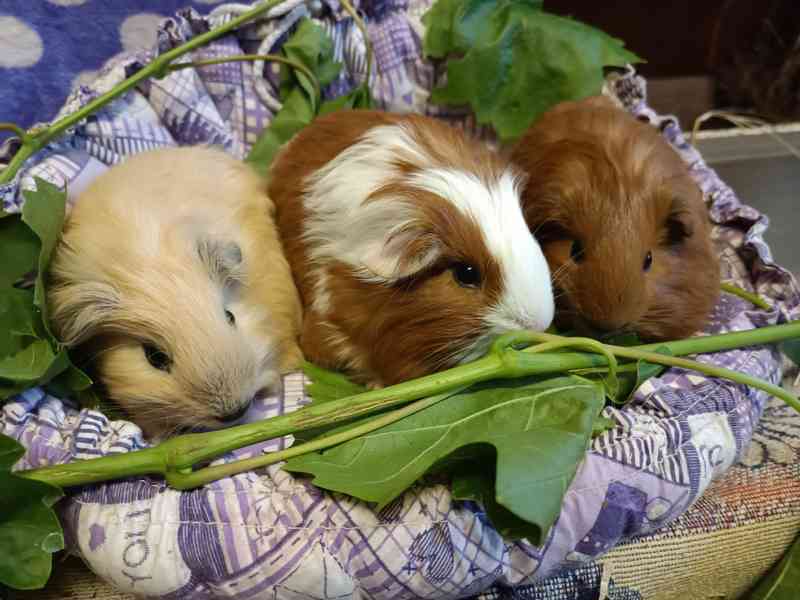 Morčátka s průkazem původu - foto 6