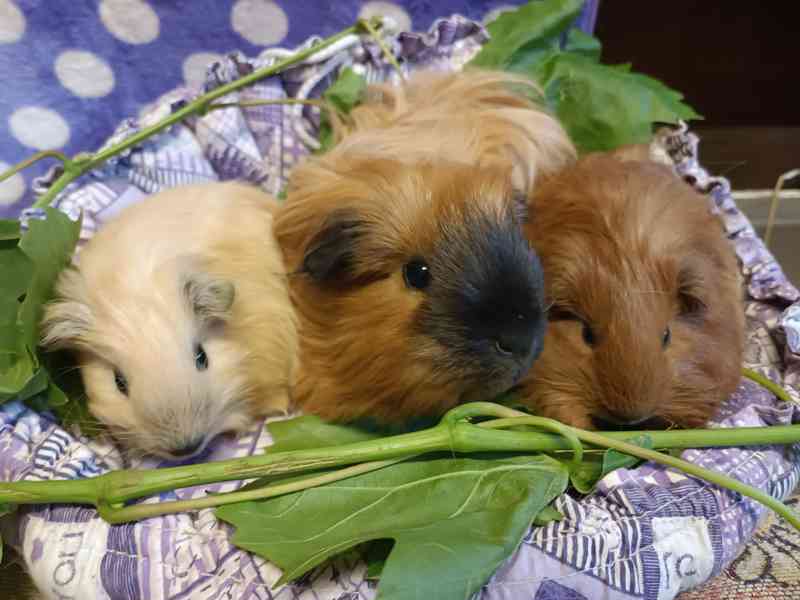 Morčátka s průkazem původu - foto 7