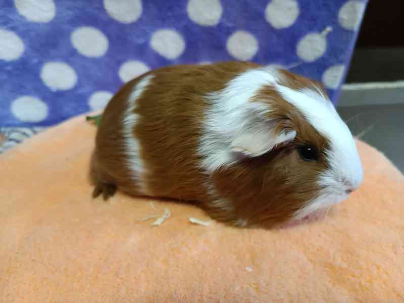 Morčátka s průkazem původu - foto 2