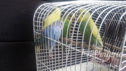 Andulka - krásná mláďátka - foto 1