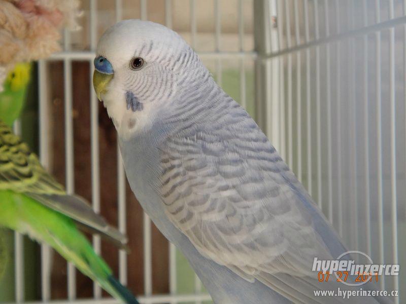 Andulka - krásná mláďátka - foto 2