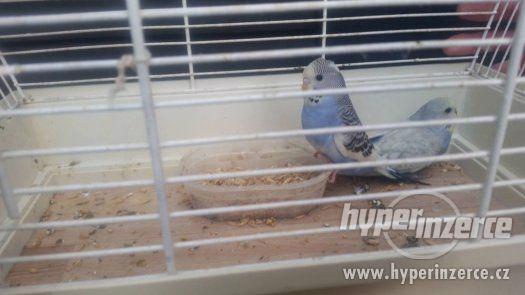 Andulka - krásná mláďátka - foto 3