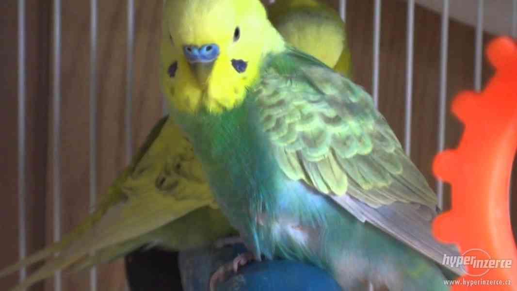 Andulka - krásná mláďátka - foto 8