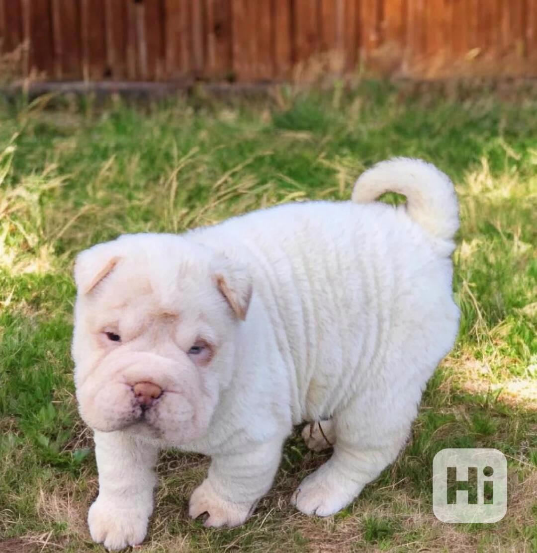 Blizzard mini šarpej - foto 1