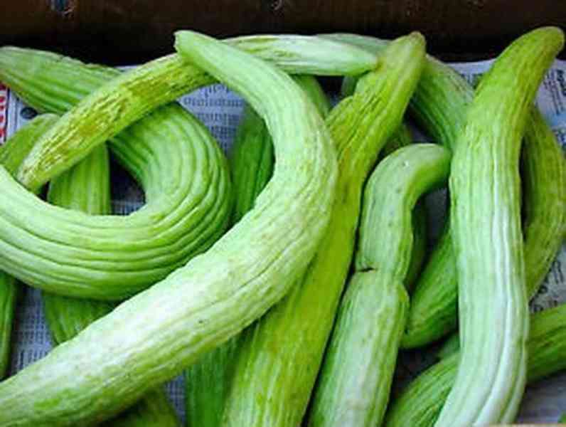 semena okurka Tortarello Verde Barese - Arménská okurka