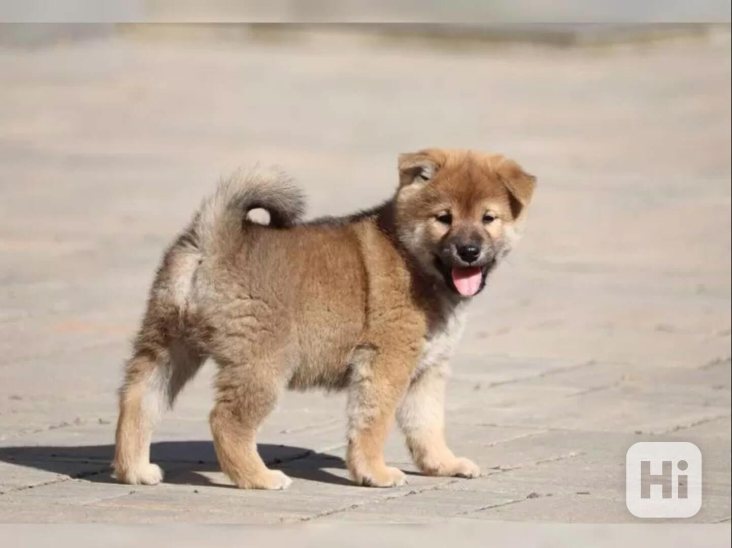 Shiba inu štěňátko s průkazem původu - foto 1