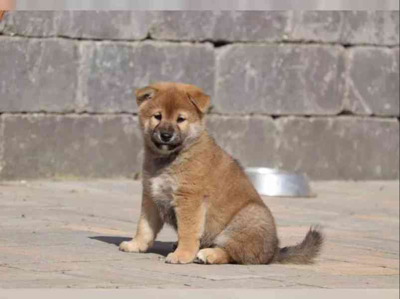 Shiba inu štěňátko s průkazem původu - foto 2