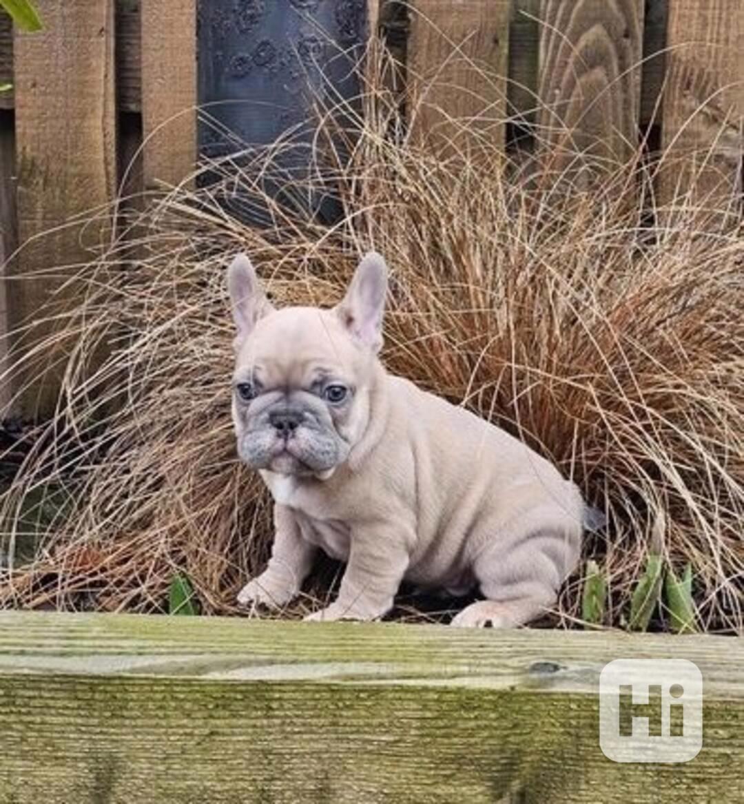 Okouzlující štěňata francouzského buldočka jsou připravena - foto 1