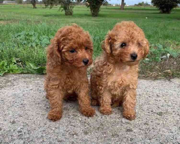 12 týdnů stará štěňata toy pudlů - foto 1