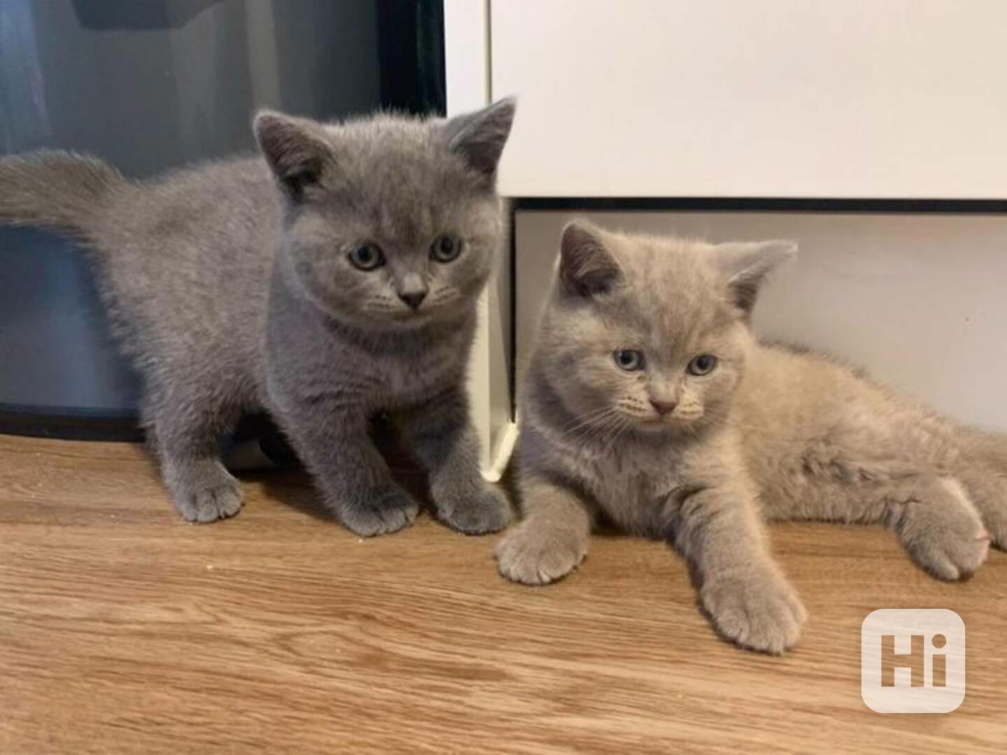 Úžasná britská krátkosrstá koťátka k adopci zdarma  - foto 1
