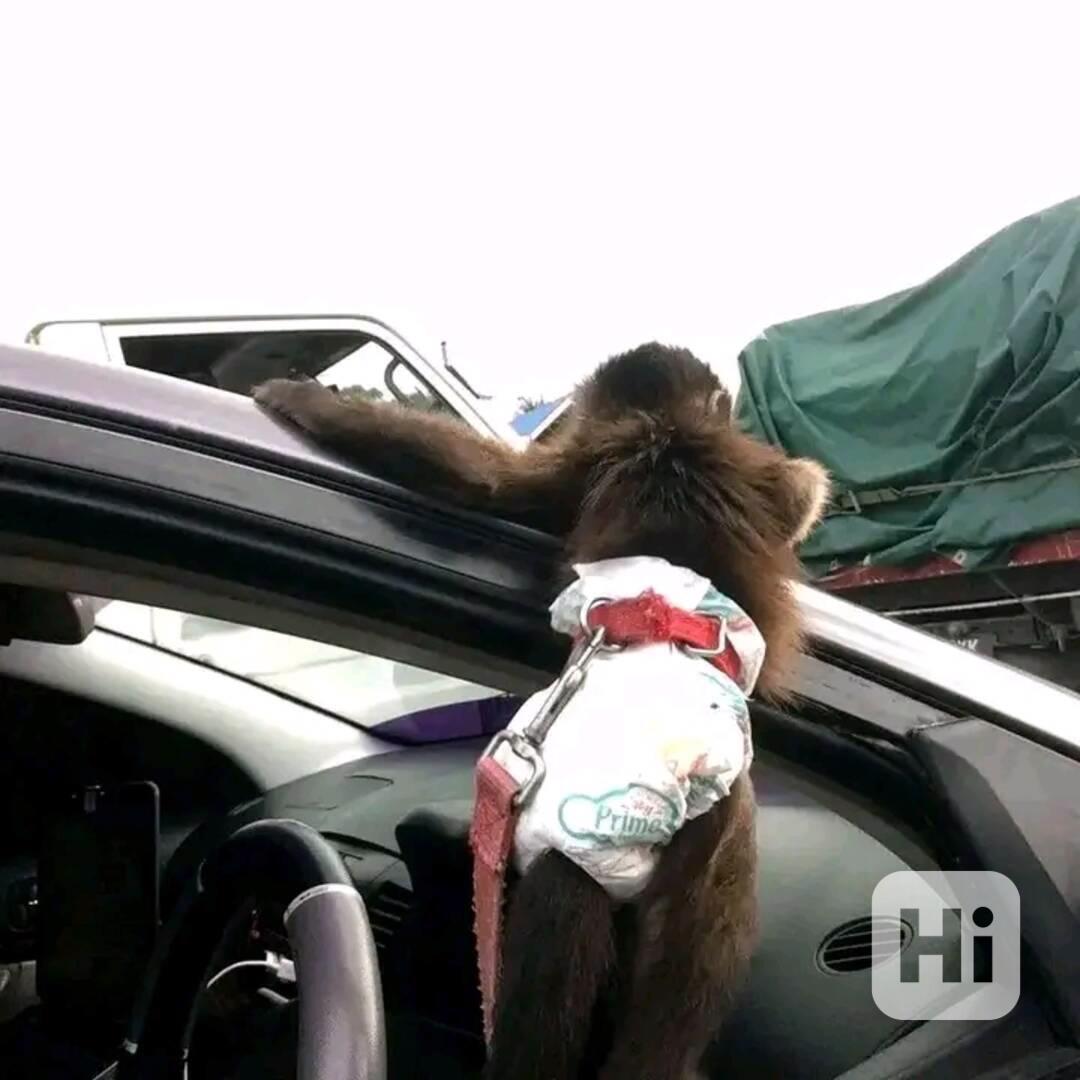  Znovunajímání roztomilých kapucínských opic - foto 1