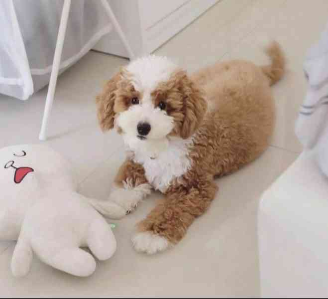 Štěňata zlatého retrívra hledají domov. - foto 1