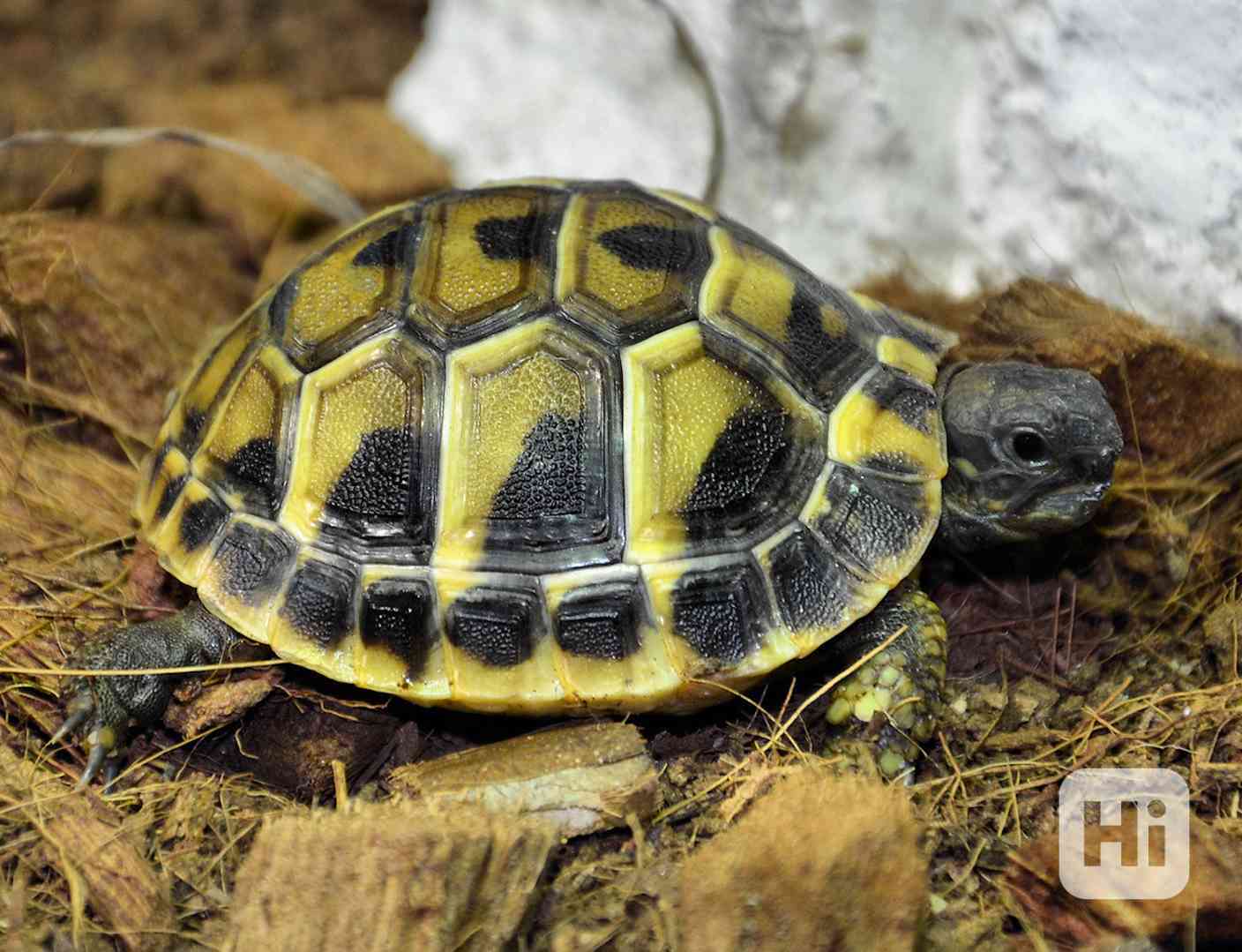 Želva zelenavá - foto 1