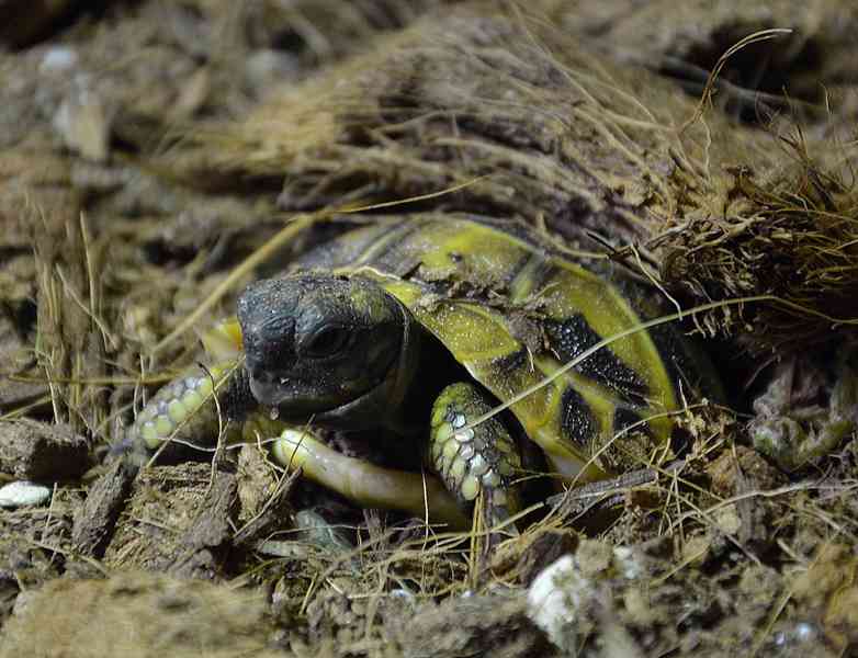 Želva zelenavá - foto 3