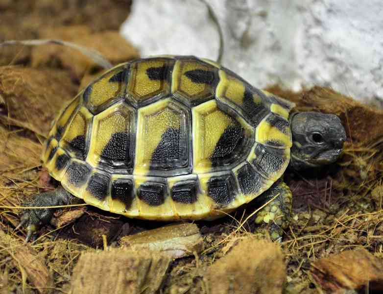 Želva zelenavá