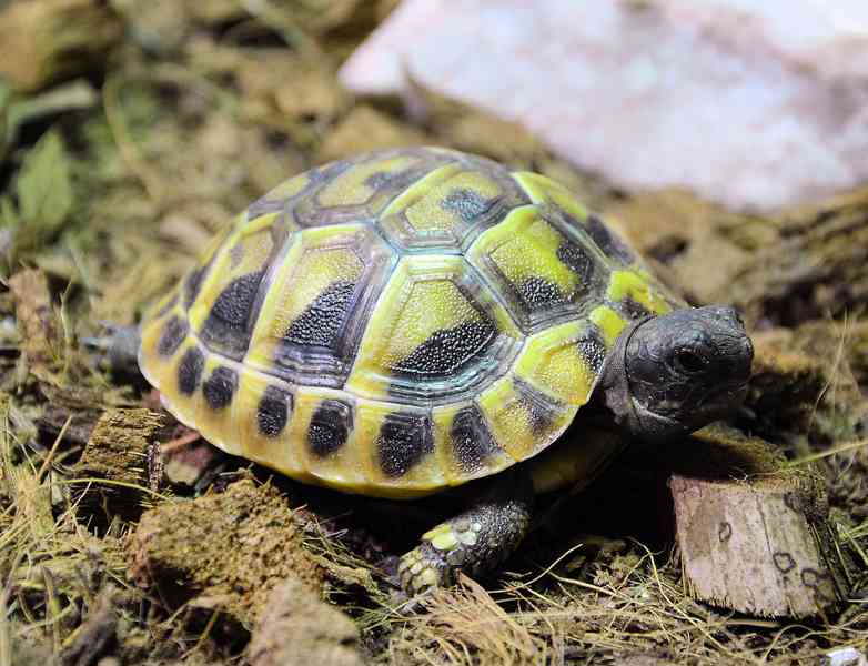 Želva zelenavá - foto 2