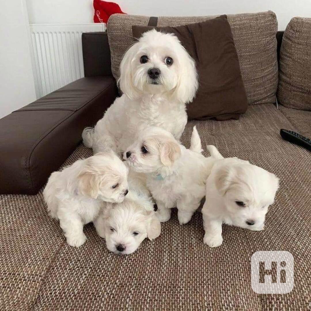 Zdravá štěňata maltézského ovčáka k adopci. - foto 1