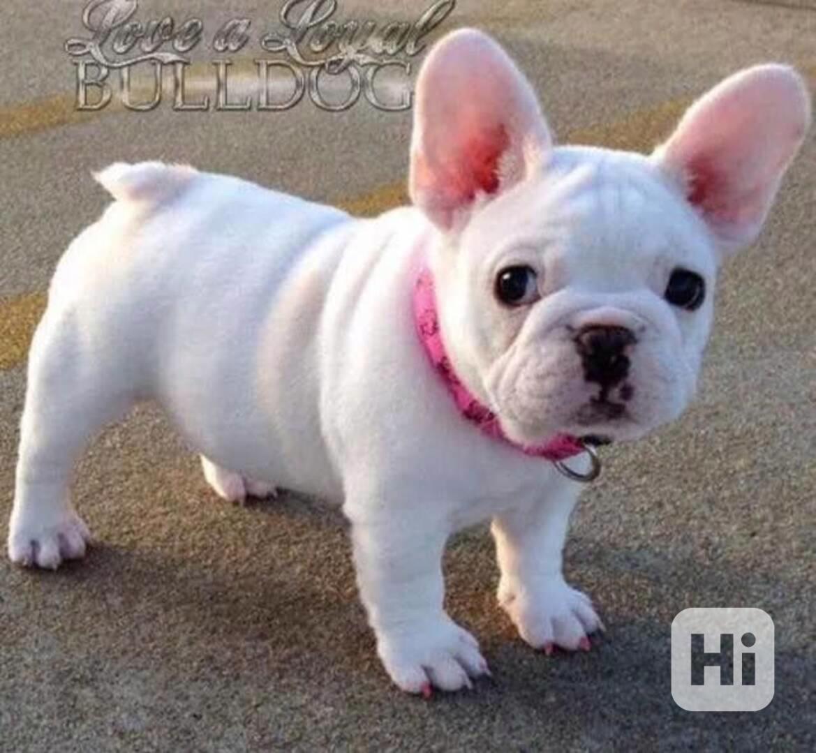 Štěně francouzského buldočka k adopci zdarma!!! - foto 1