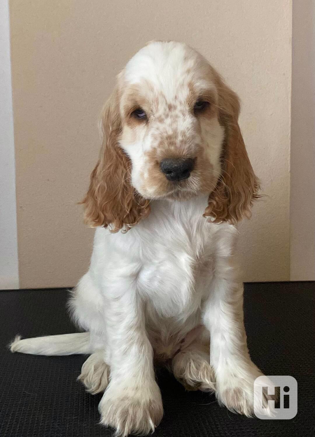 Anglický kokršpaněl s PP  - foto 1