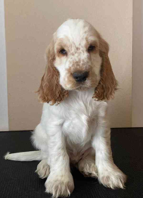 Anglický kokršpaněl s PP  - foto 1