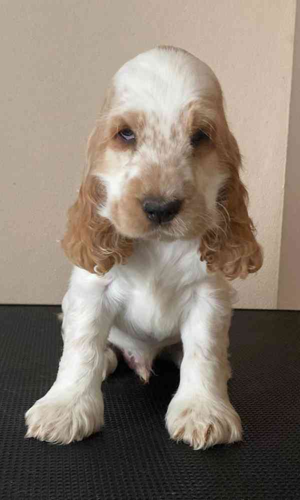 Anglický kokršpaněl s PP  - foto 5