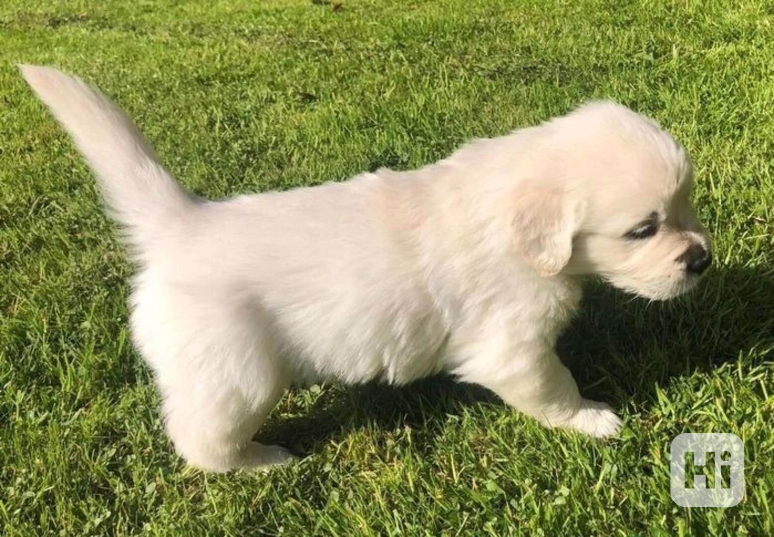 Okouzlující štěňata zlatého retrívra - foto 1