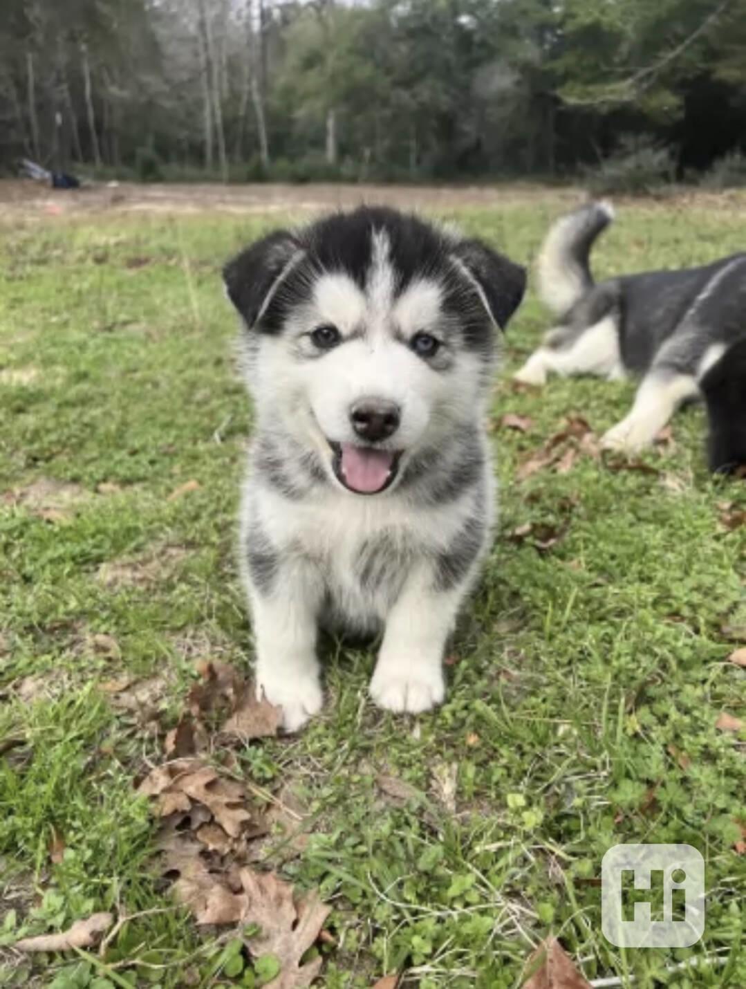 Siberian Husky - foto 1