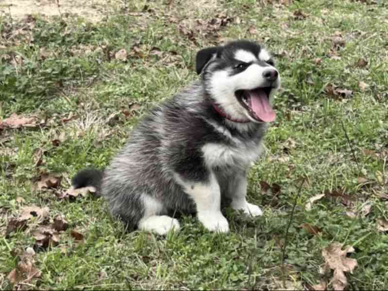 Siberian Husky - foto 3