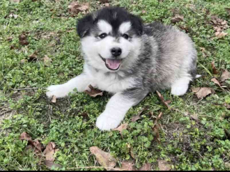 Siberian Husky - foto 2