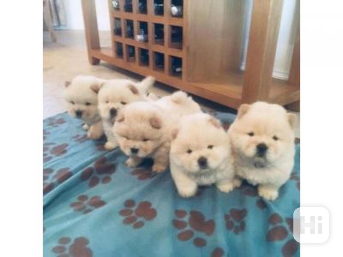 Štěňata Chow Chow - foto 1