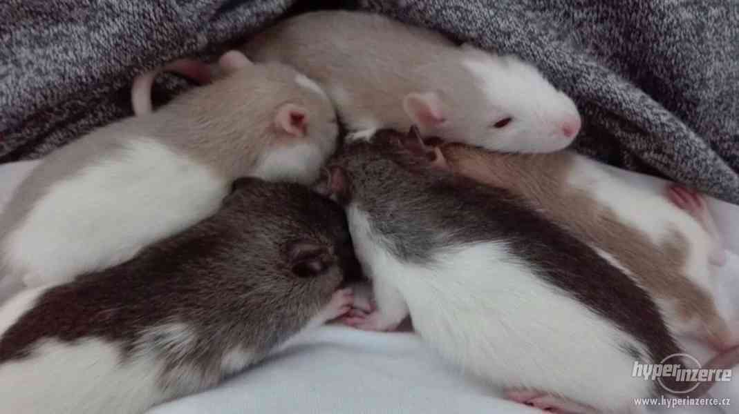 Potkaní mláďata - foto 2