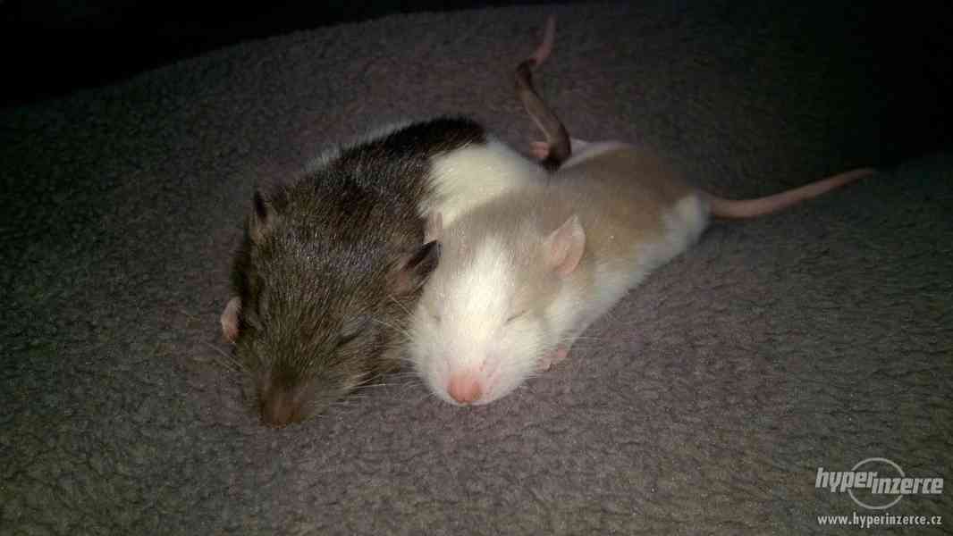Potkaní mláďata - foto 3