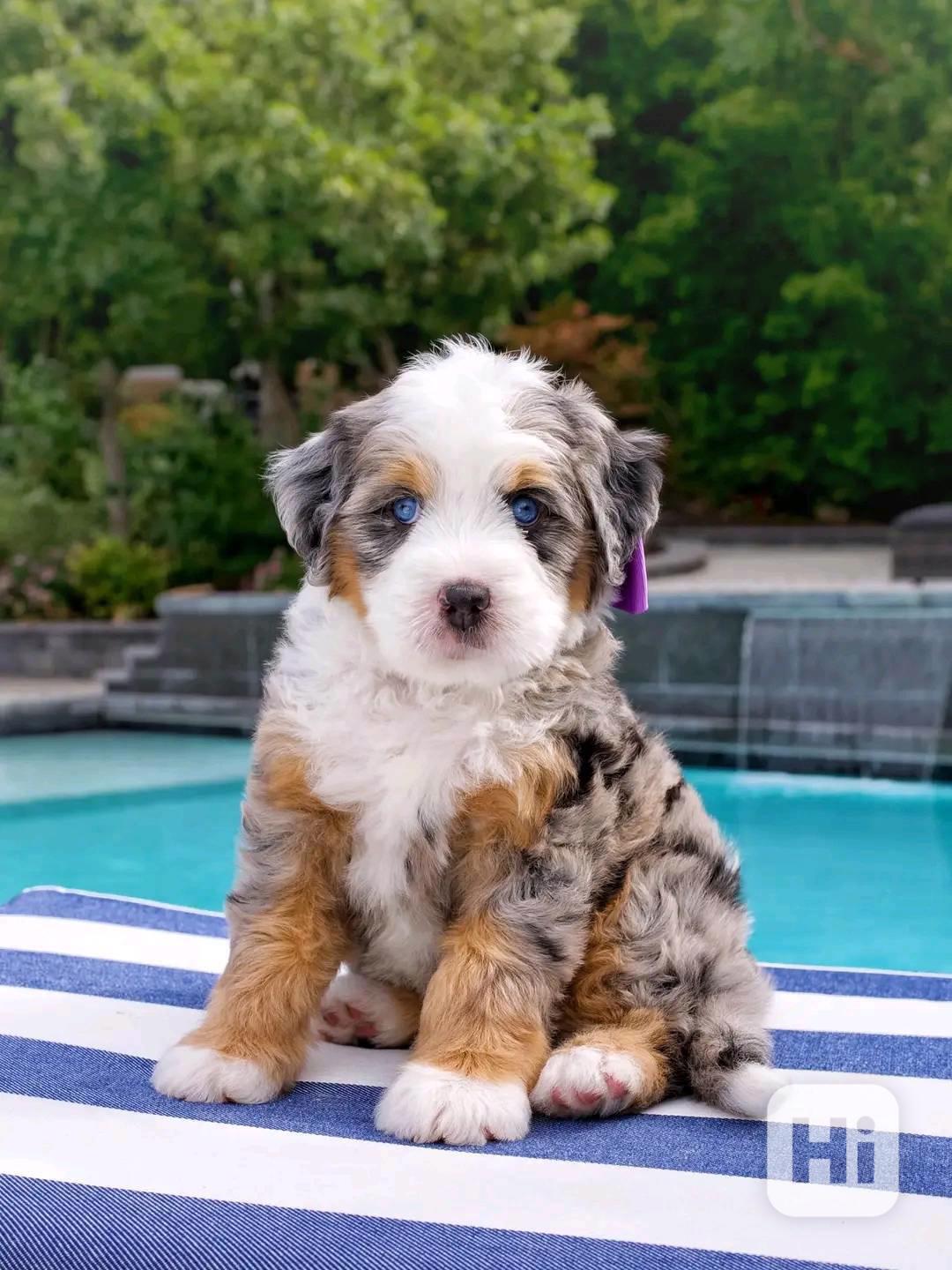 Bernesedoodle for new home - foto 1