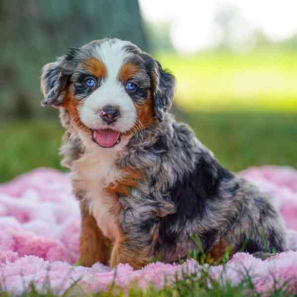 Bernesedoodle for new home - foto 4