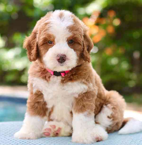 Bernesedoodle for new home - foto 2