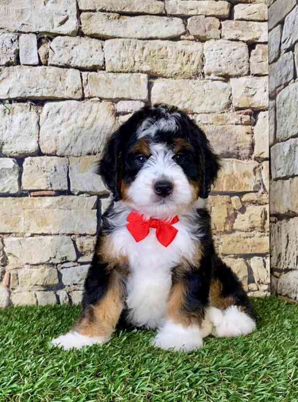 Bernesedoodle for new home - foto 3