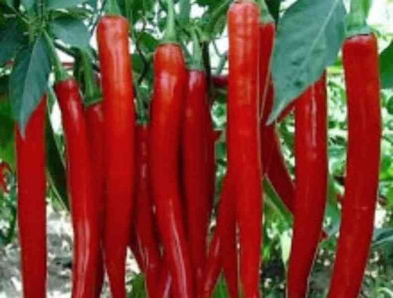 Chilli Top product