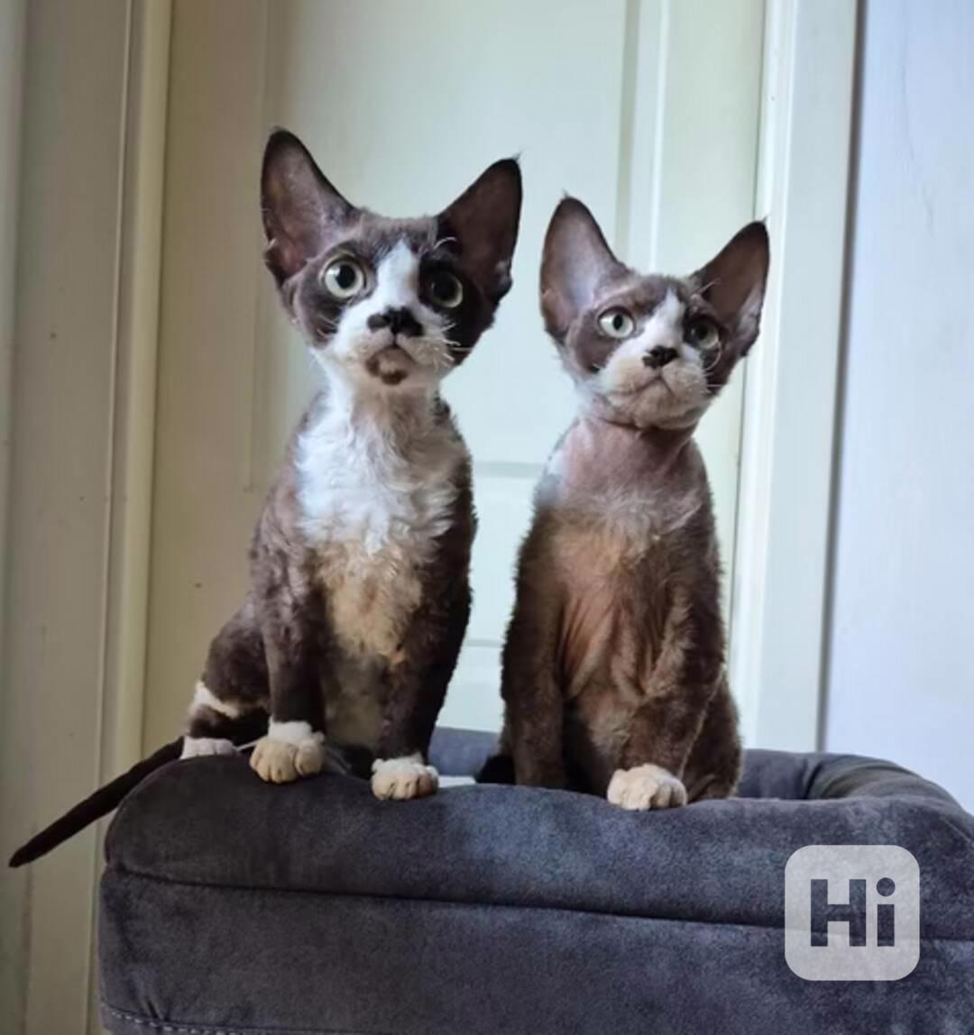 Koťata plemene Devon Rex k adopci - foto 1