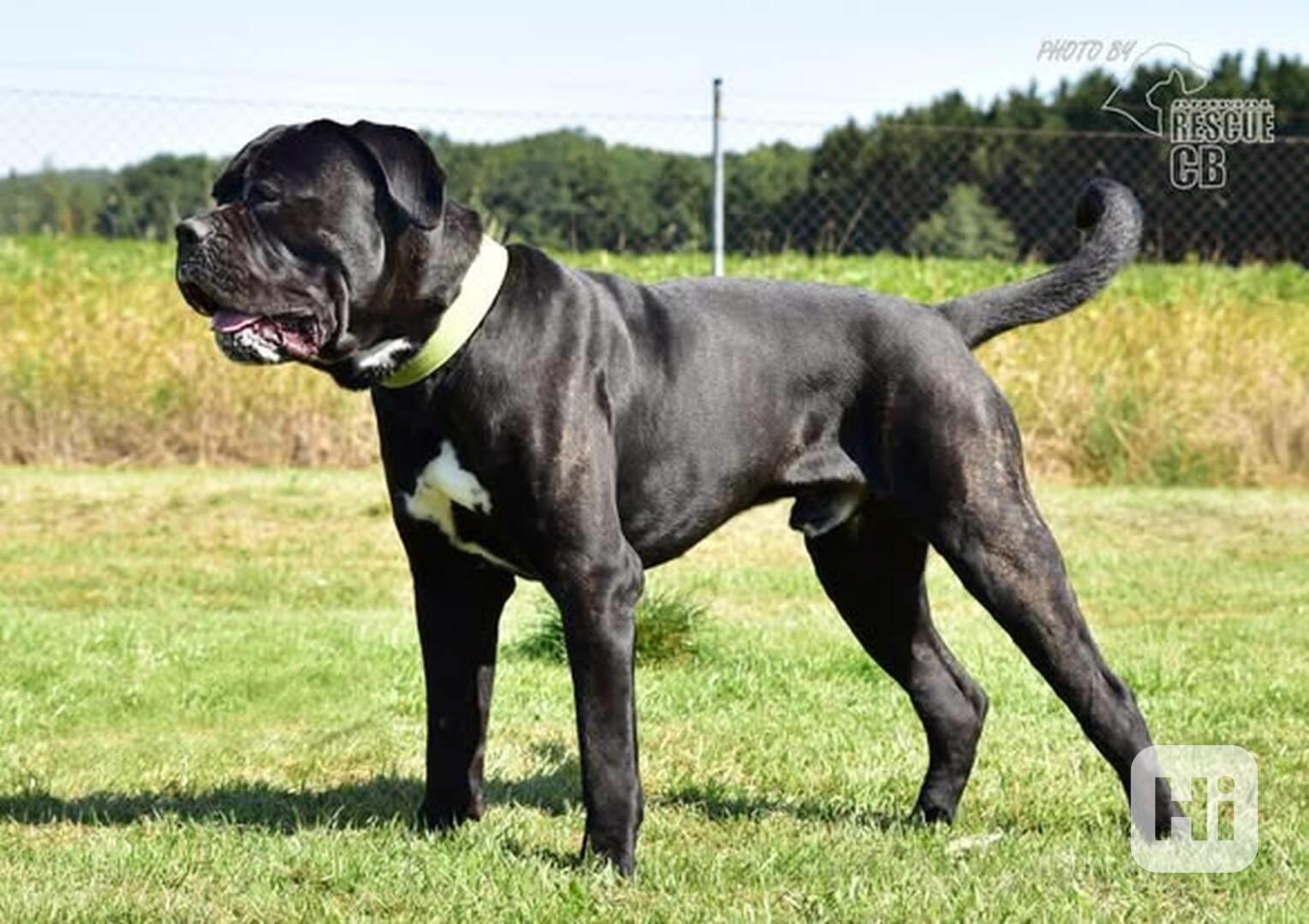 Darujeme nalezeného křížence cane corso - foto 1