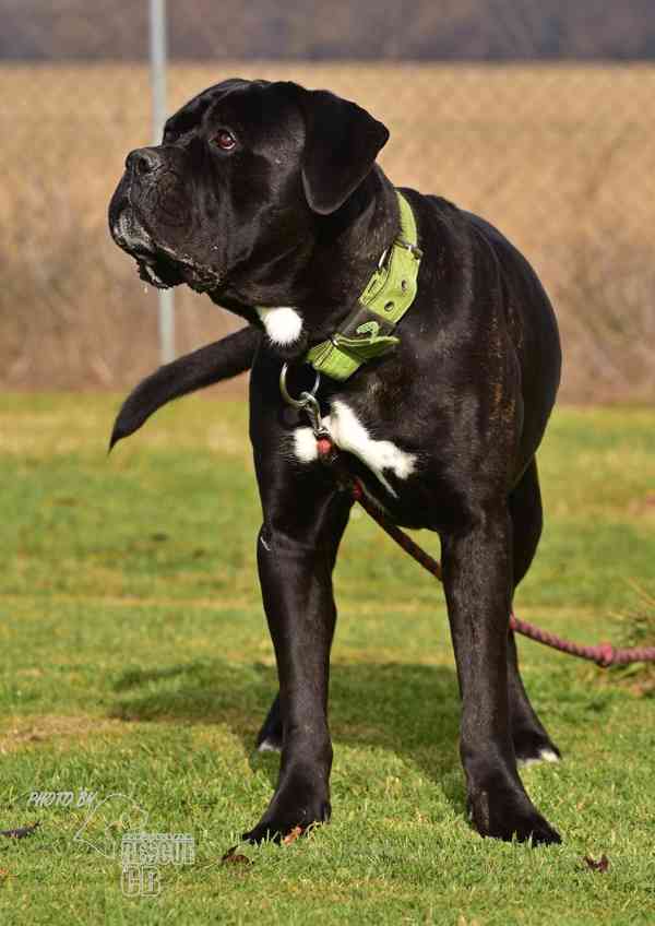 Darujeme nalezeného křížence cane corso - foto 6