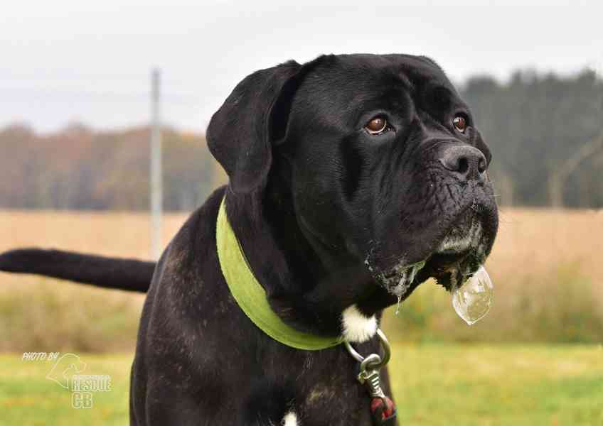 Darujeme nalezeného křížence cane corso - foto 4