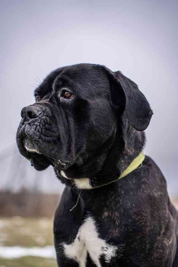 Darujeme nalezeného křížence cane corso - foto 7