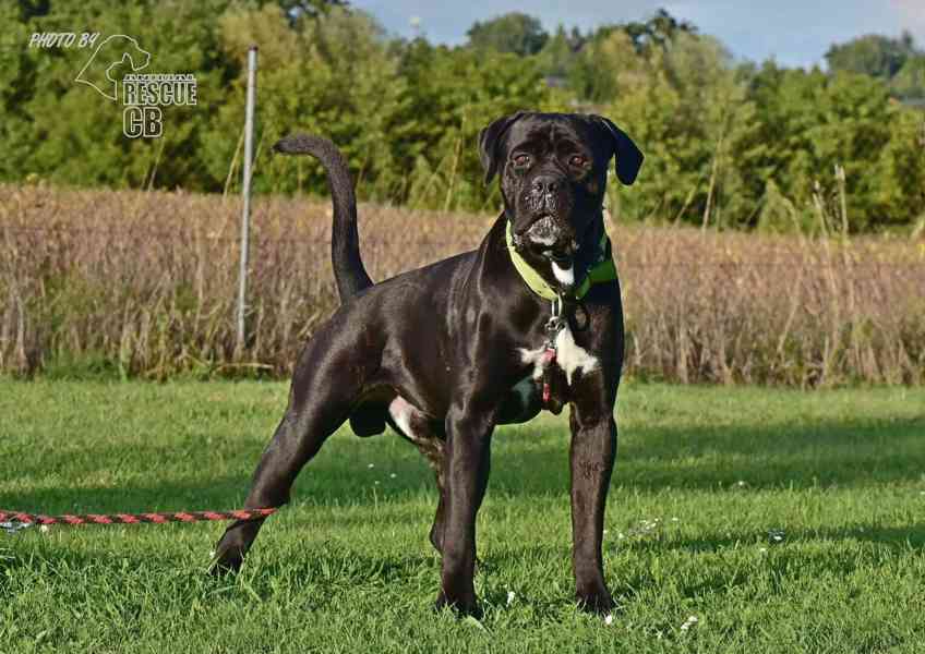 Darujeme nalezeného křížence cane corso - foto 3