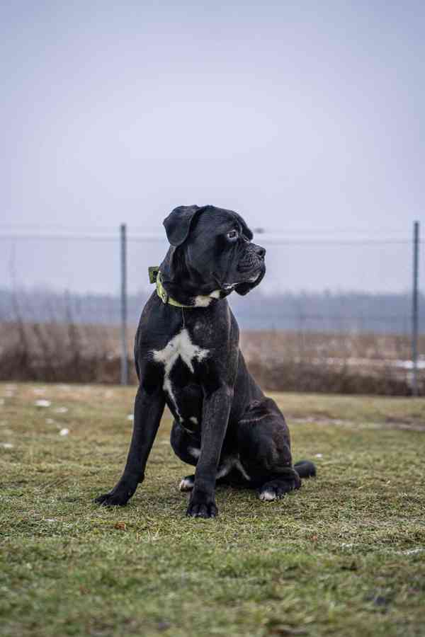 Darujeme nalezeného křížence cane corso - foto 8