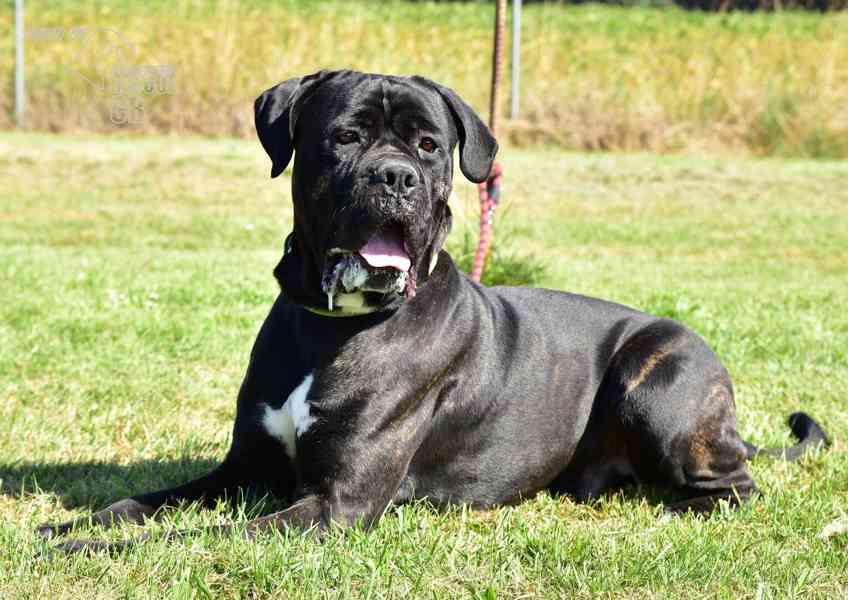 Darujeme nalezeného křížence cane corso - foto 2