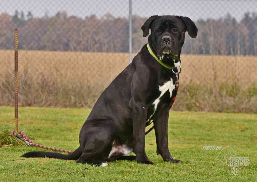 Darujeme nalezeného křížence cane corso - foto 5